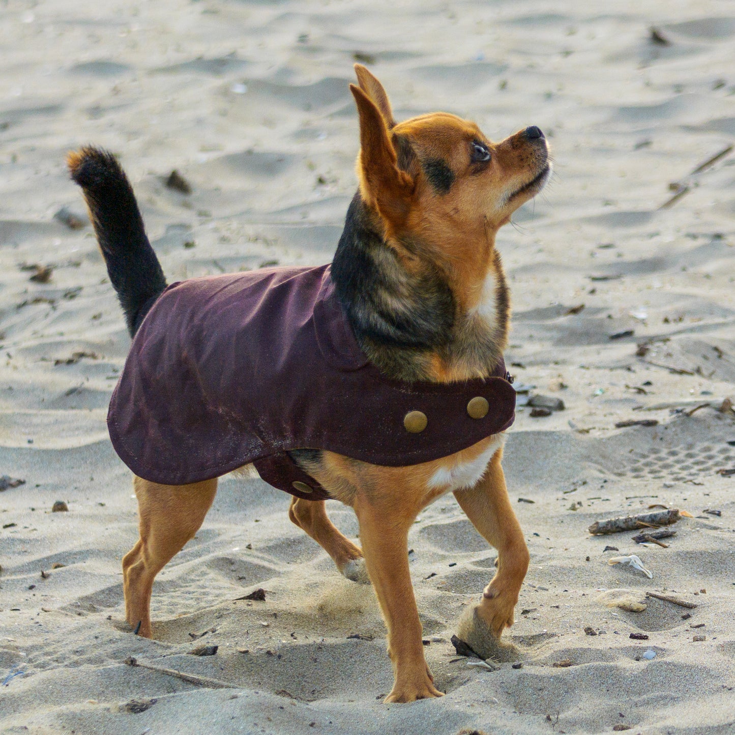 Organic Cotton Oilskin coat