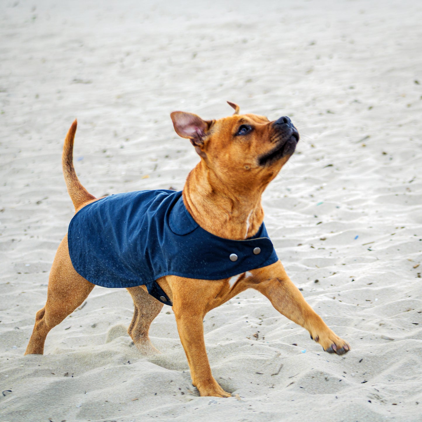 Organic Cotton Dry Oilskin coat